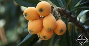 This is the first year most of the. How To Grow Loquat Trees Gardening Channel