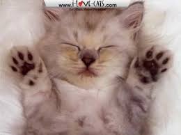 KITTY