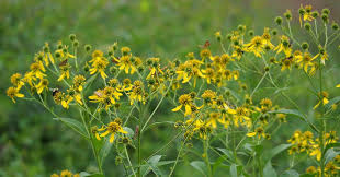 Image result for Vincetoxicum apiculatum