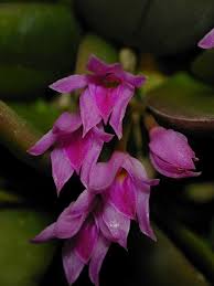 Image result for Polystachya cultriformis