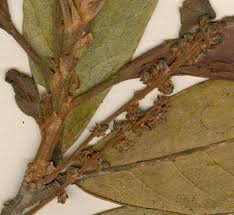 Image result for Gerrardinaceae