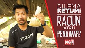 Tidur diperlukan untuk memulihkan tenaga dan perkembangan tubuh jadi minum air ketum sama saja dengan merusak kesehatan tubuh. Dilema Ketum Racun Atau Penawar Youtube