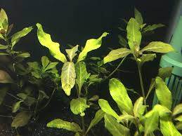 Image result for Hygrophila uliginosa