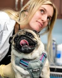 Texas A&M Veterinary Medicine