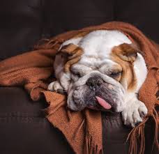 Influenza a viruses are further classified into subtypes according to the combinations of the hemagglutinin (ha) and the neuraminidase (na), the proteins on the surface of. Dog Flu Symptoms Treatment And Prevention For Canine Influenza
