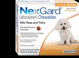 easy to give nexgard beef flavored chews