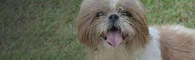 Compassionate care for your animal companion is the cornerstone of our edmond veterinarian practice. Stoneridge Animal Hospital About Us L Veterinarian Edmond Ok Oklahoma City Ok