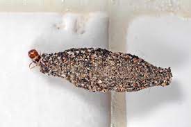 Welcome to be there pest control. Dealing With Clothing Moths Environmental Pest Management