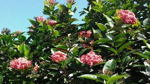 Image result for Ixora nana