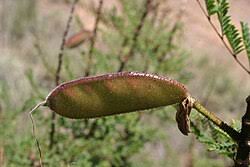 Image result for Erythrostemon