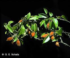 Image result for Ellipanthus