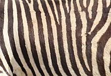Zebra Wikipedia