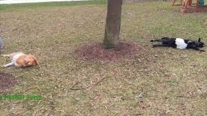 10 Fainting Goat Videos That Will Have You In Stitches