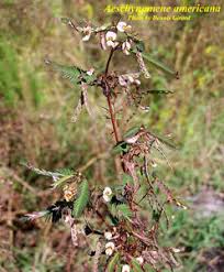 Image result for Aeschynomene schimperi