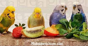 Muhabbet Kusu Icin Meyveler Muhabbetkusum Com