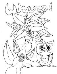 Pin On Beautiful Owl