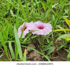 Image result for Pavetta rwandensis