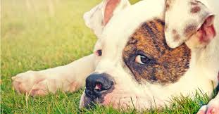 If your dog's constipation is not treated, the colon can get packed with an uncomfortably large amount of feces, which can cause unproductive straining this makes it even more important to treat a constipated dog as soon as possible. Dog Constipation Causes Symptoms Treatment Petfinder