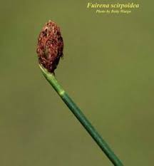 Image result for Fuirena obcordata