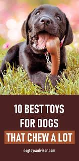 Learn How To Stop A Dog From Chewing Everything In Sight These Are Our 10 Picks For Best Toys To Stop Your Dog From Ch Best Dog Toys Dog Toys Stop