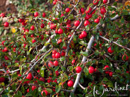 The Winter Garden A Berry Bounty Le Jardinet