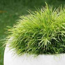 Image result for Carex cognata