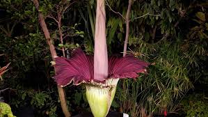 A titan arum in bloom is as rare as it is spectacular. Livestream Barnard College S Corpse Flower Blooming Mental Floss