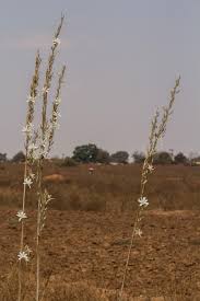 Image result for Chlorophytum stolzii