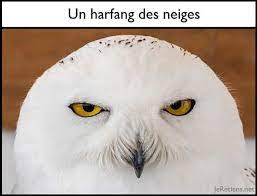Quelle Est La Difference Entre Un Hibou Et Une Chouette Comment Les Reconnaitre In 2021 Daily Pictures Snowy Owl Image Of The Day