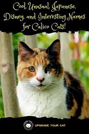 In japanese, it means excess beauty. Cool Unusual Japanese Disney And Interesting Names For Calico Cats Upgrade Your Cat