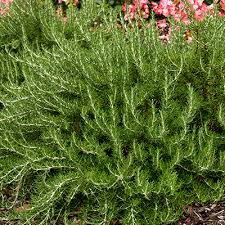 Unfortunately i walked out and saw a. 18 Beautiful Deer Resistant Shrubs