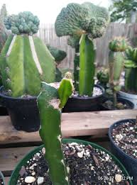 Image result for Rytigynia lewisii