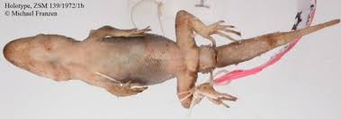 Image result for Kotschya carsonii