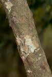 Image result for Coptosperma supra-axillare