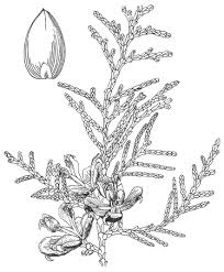 Image result for Platycladus orientalis