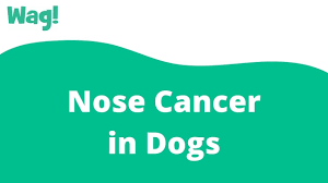 Note, however, that this symptom doesn't immediately mean cancer. Nose Cancer In Dogs Symptoms Causes Diagnosis Treatment Recovery Management Cost