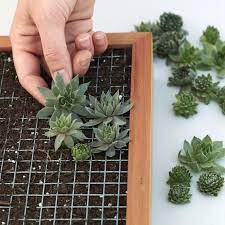 Basically you're just going to add in some dirt and plant your succulents. Succulent Living Picture Kit Diy Succulent Wall Planter And Cuttings Succulent Gardens