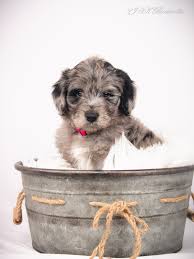 Pick up your puppy in person here in missouri or choose from one of the following delivery options Bordoodle Puppy Gallery Allergy Friendly Designer Doodle