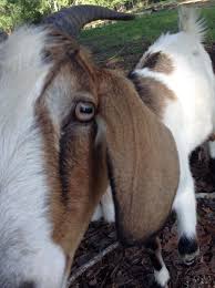 Say Hello Billy Horses Animals Say Hello