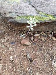 Image result for Eriospermum cecilii