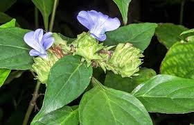 Image result for Barleria setosa