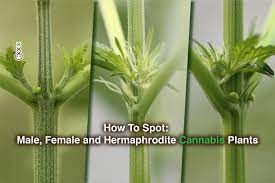 As such, your seedlings can develop into three genders: How To Spot Male Female And Hermaphrodite Cannabis
