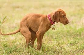 What do i give my dog for constipation? 8 Best Home Remedies For Dog Constipation Getting Things Moving