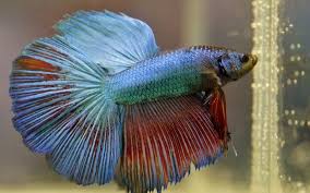 Betta fish filter needed for aquarium? What To Do When Your Betta Gets Stuck To The Filter Intake Aquarium Reviews