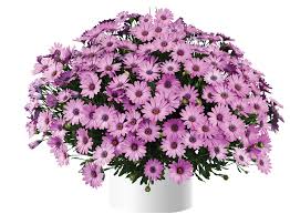 Image result for foto Osteospermum