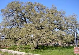 D Arbres En Arbres Decouvrir L Italie Des Origines Idees De Voyage Gusto Arte L Art De Vivre Et De Manger Italien