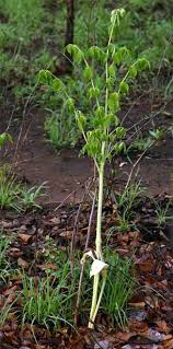 Image result for Gonatopus