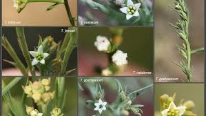Image result for Thesium goetzeanum