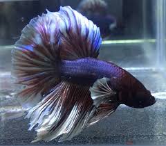Pez Betta Guia Cuidados Peces Compatibles Y Alimentacion