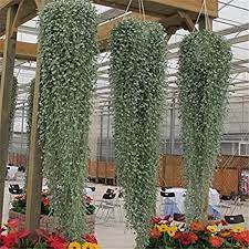 Dichondra Emerald Falls Perfect For Hanging Baskets Or Ground Etsy Plants For Hanging Baskets Ground Cover Plants